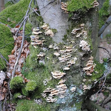 Vakantiehuis Ramsbeck Semesterbostad