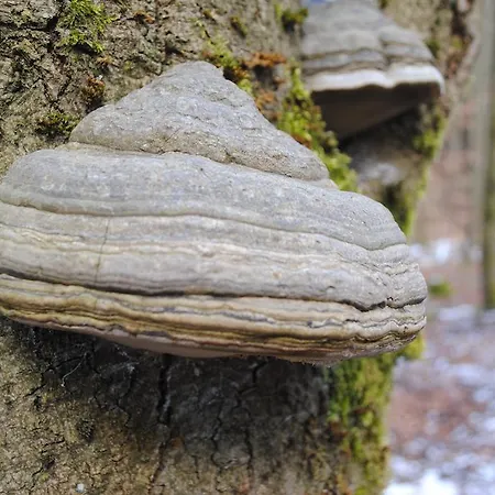 Vakantiehuis Ramsbeck * Ramsbeck