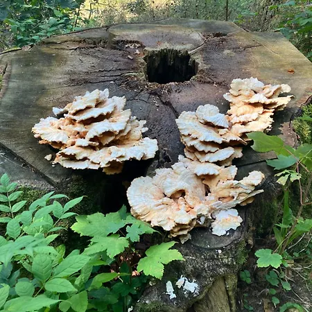 Vakantiehuis Ramsbeck