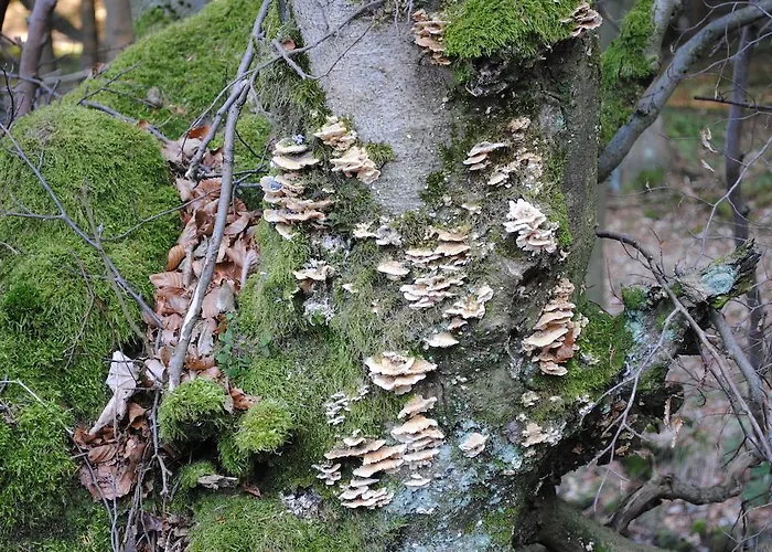 Vakantiehuis Ramsbeck Дом отдыха