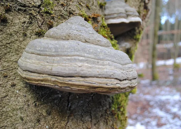 Vakantiehuis Ramsbeck * Ramsbeck