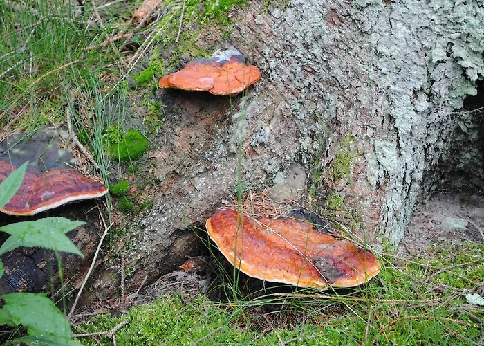 Vakantiehuis Ramsbeck