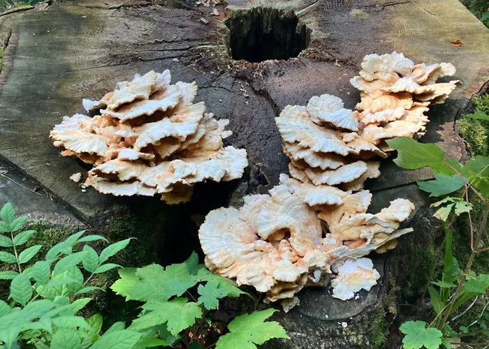 Vakantiehuis Ramsbeck